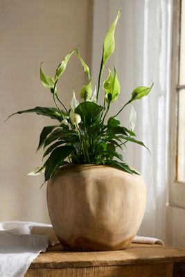 Teak Root Shoulder Planter
