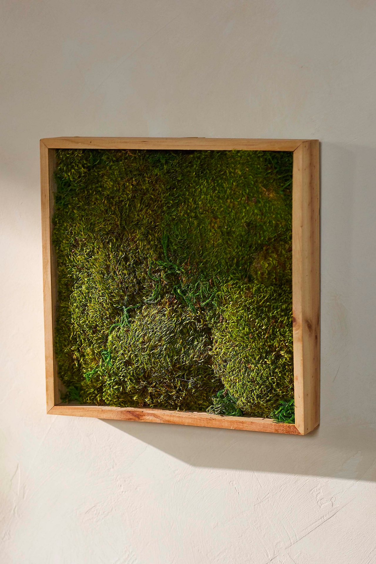 Mood Moss in Frame