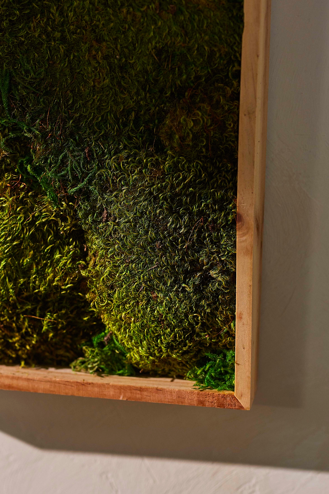 Mood Moss in Frame