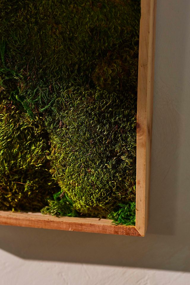 Mood Moss in Frame #2