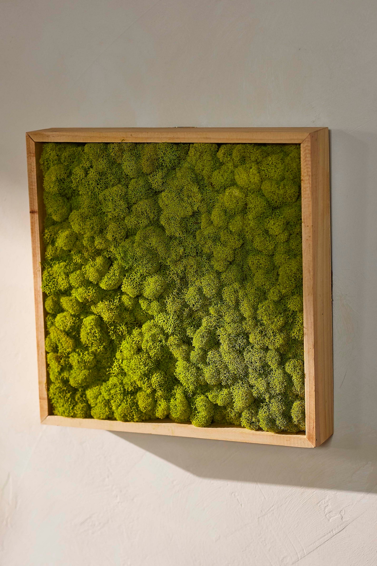 Framed Reindeer Moss