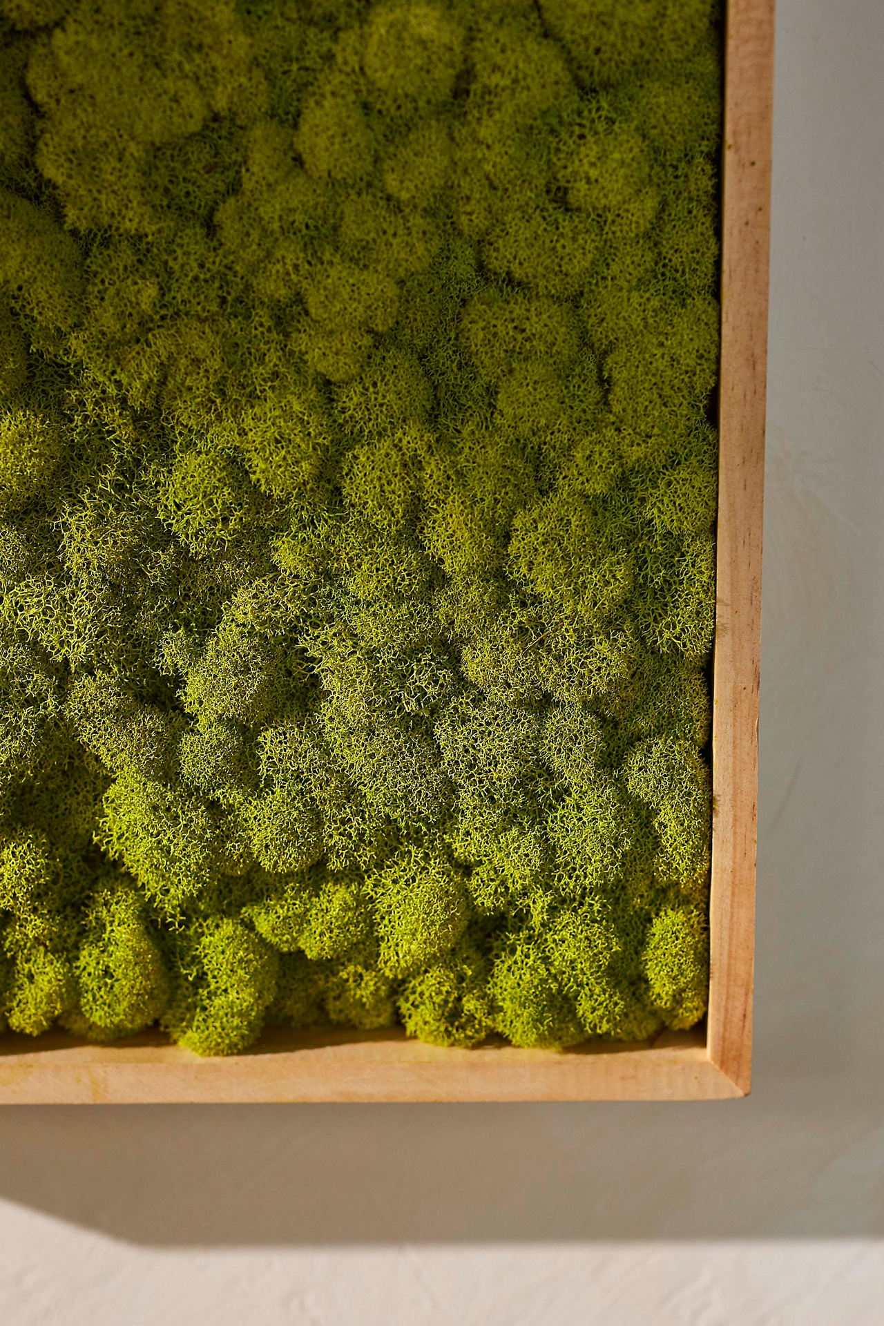 Framed Reindeer Moss