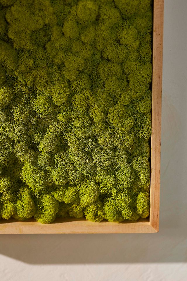Framed Reindeer Moss #2