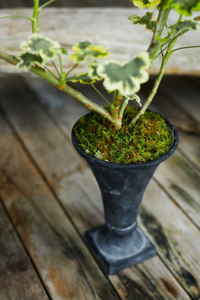 Flared Cast Iron Urn Planter #1