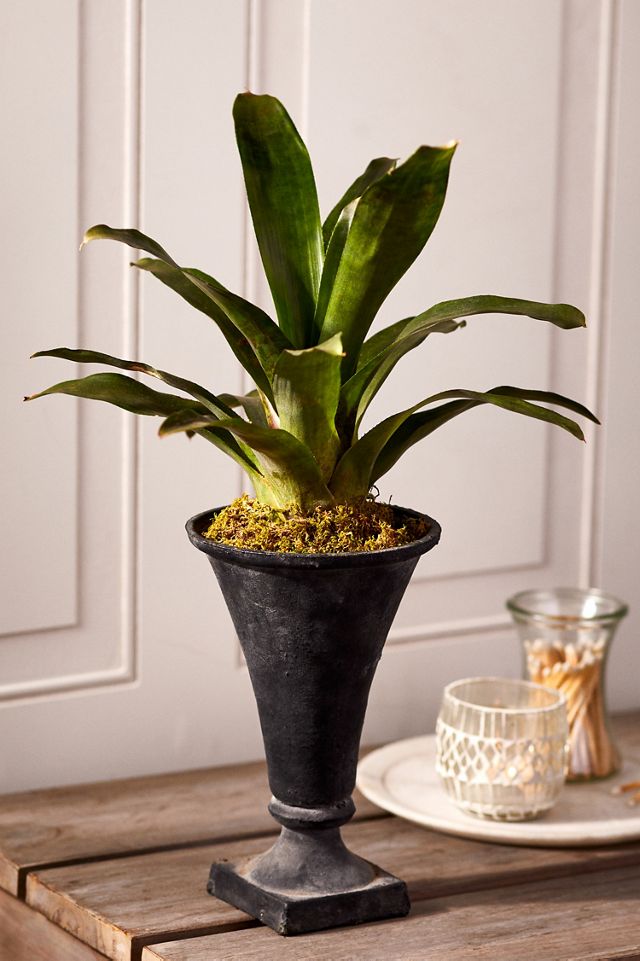 Flared Cast Iron Urn Planter #2