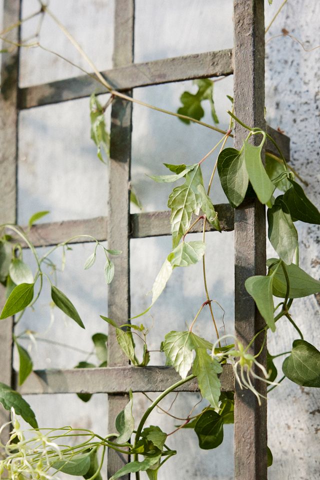 Iron Wall Trellis #1