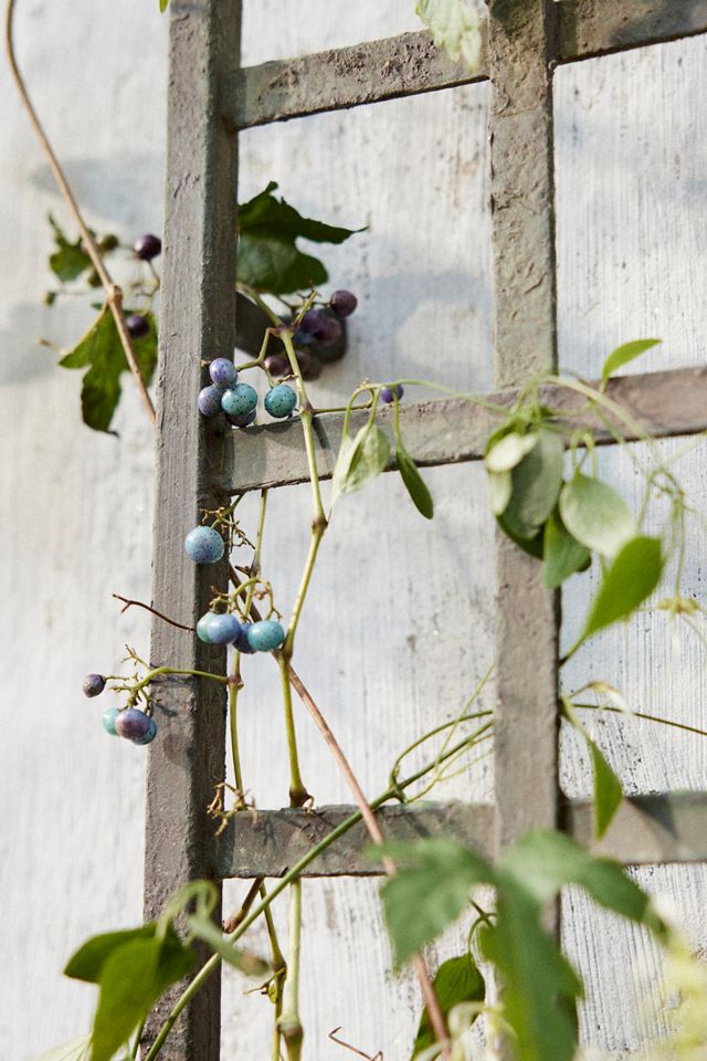 Iron Wall Trellis #2