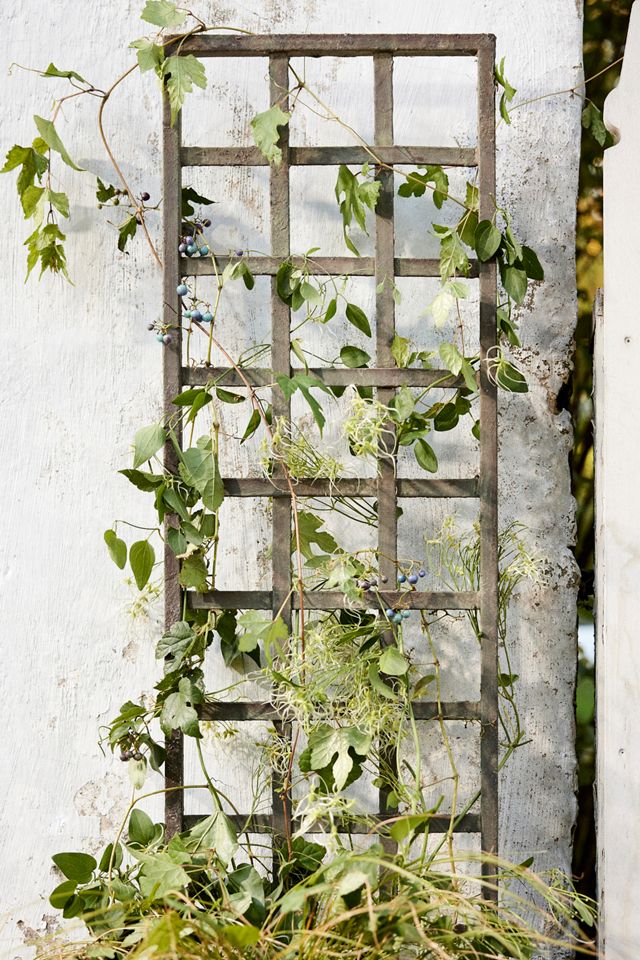 Iron Wall Trellis #3