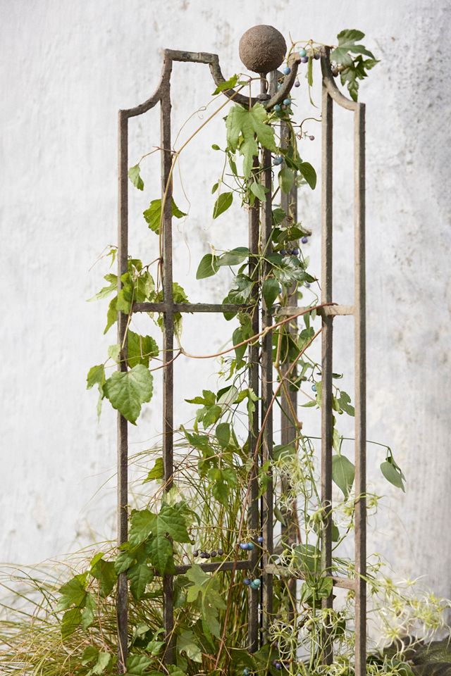 Winged Iron Trellis #1