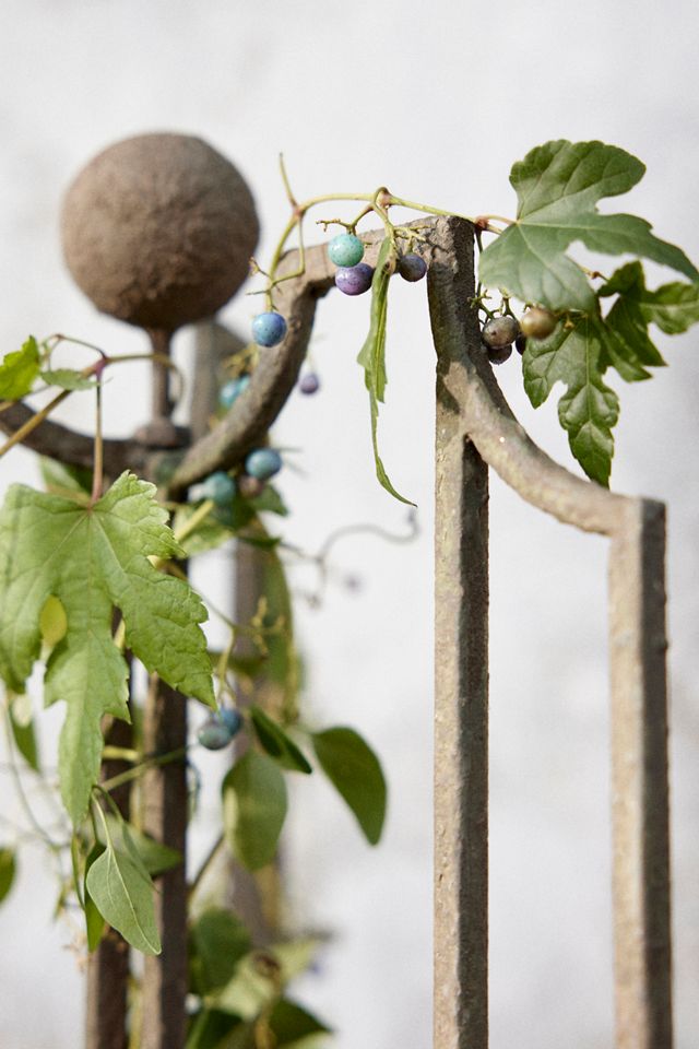 Winged Iron Trellis #2