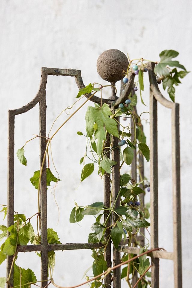 Winged Iron Trellis #3