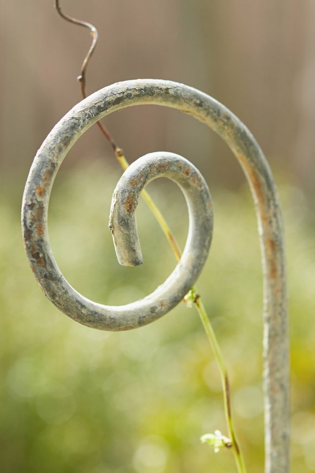 Fiddlehead Iron Stake #1