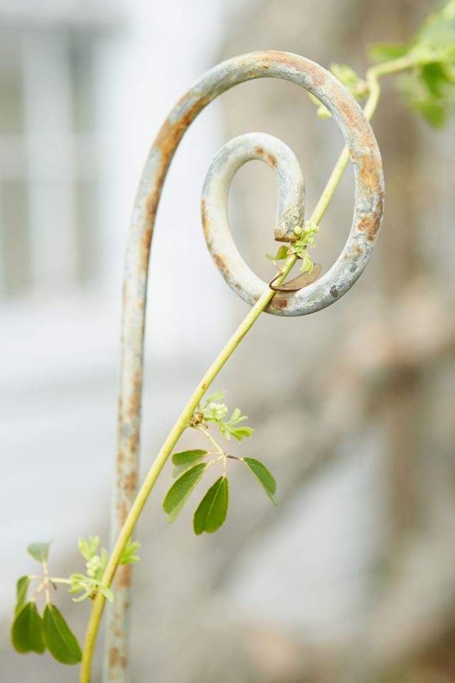 Fiddlehead Iron Stake #5