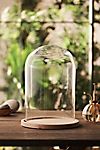 Glass Cloche with Wood Base #1