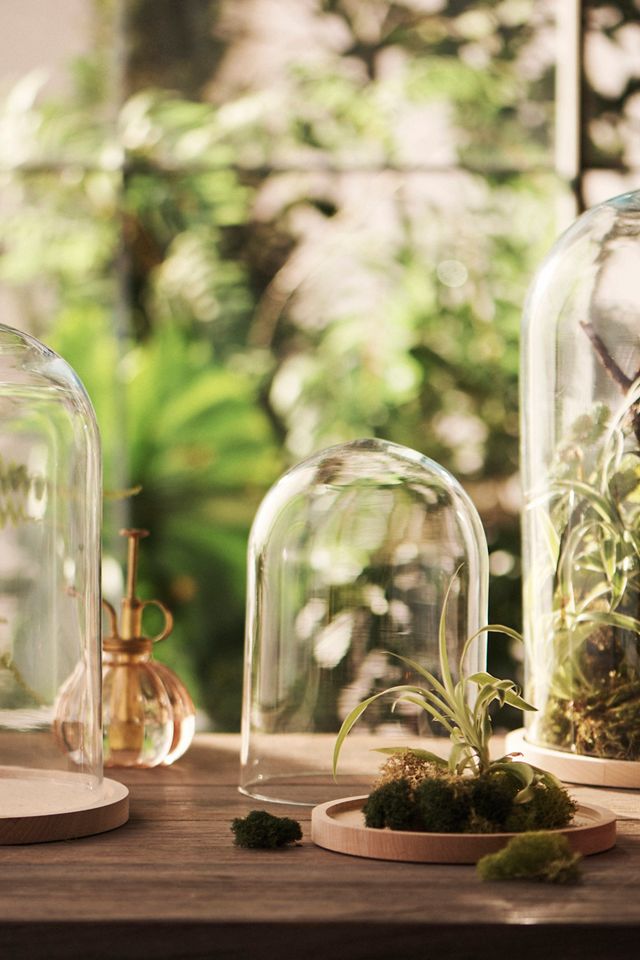 Glass Cloche with Wood Base #3