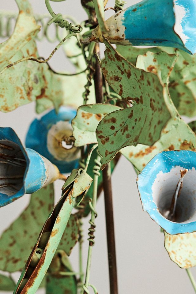 Iron Flowering Plant in Pot #1