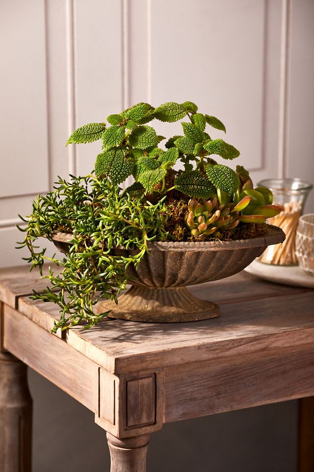 Cast Iron Low Oval Urn Planter #2