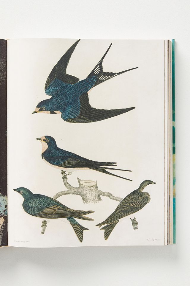 John Derian Picture Book #1