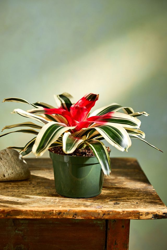 Neoregelia van Durme