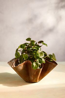 Handkerchief Iron Bowl Planter, 16"