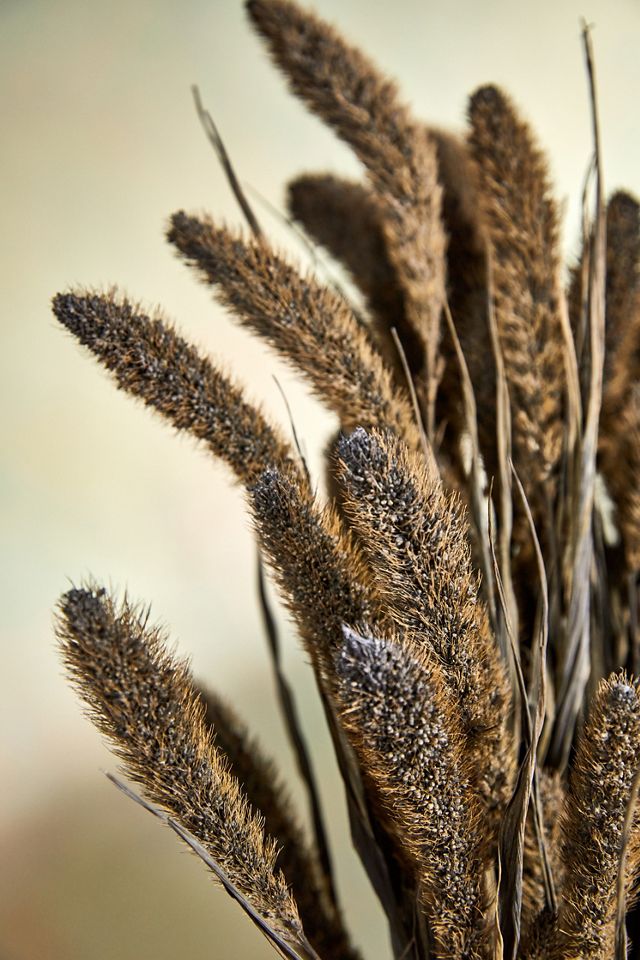 Preserved Setaria Bunch #1