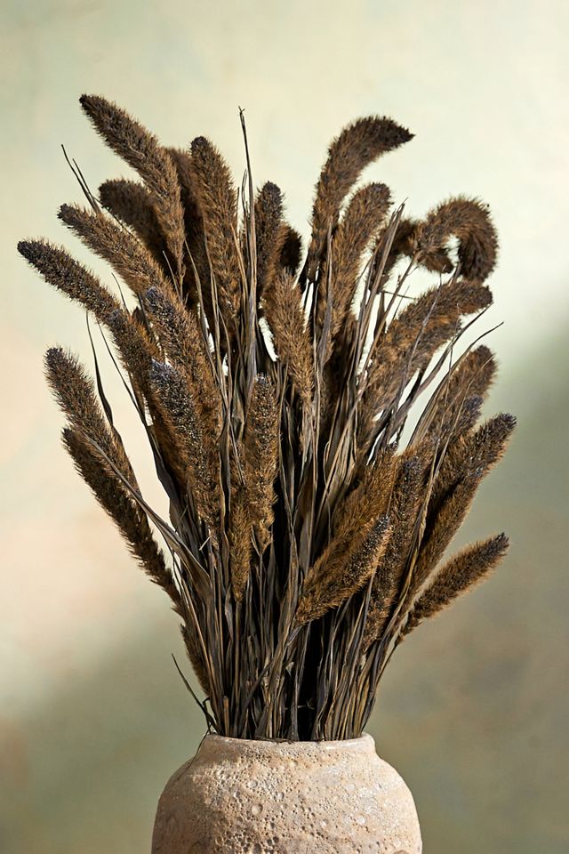 Preserved Setaria Bunch
