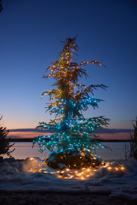 Stargazer Color-Changing Light Strand | Terrain