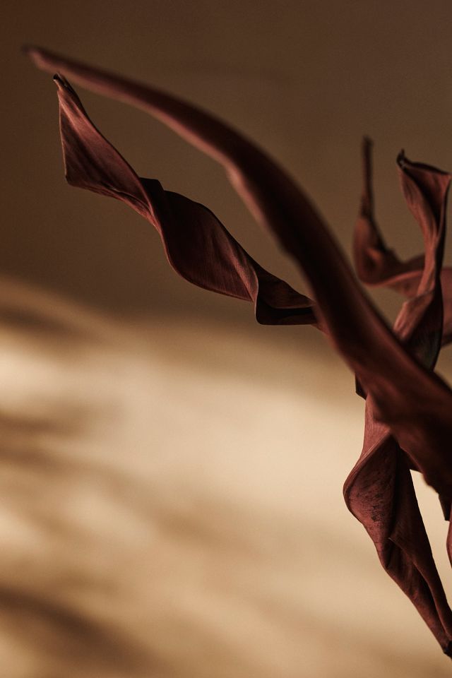 Preserved Strelitzia Bunch #1