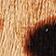 Cheetah Calf Hair