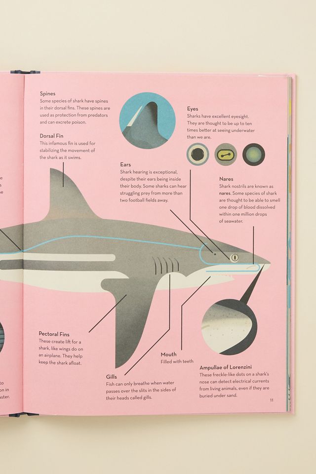 Smart About Sharks #1