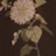 Daisy Pattern