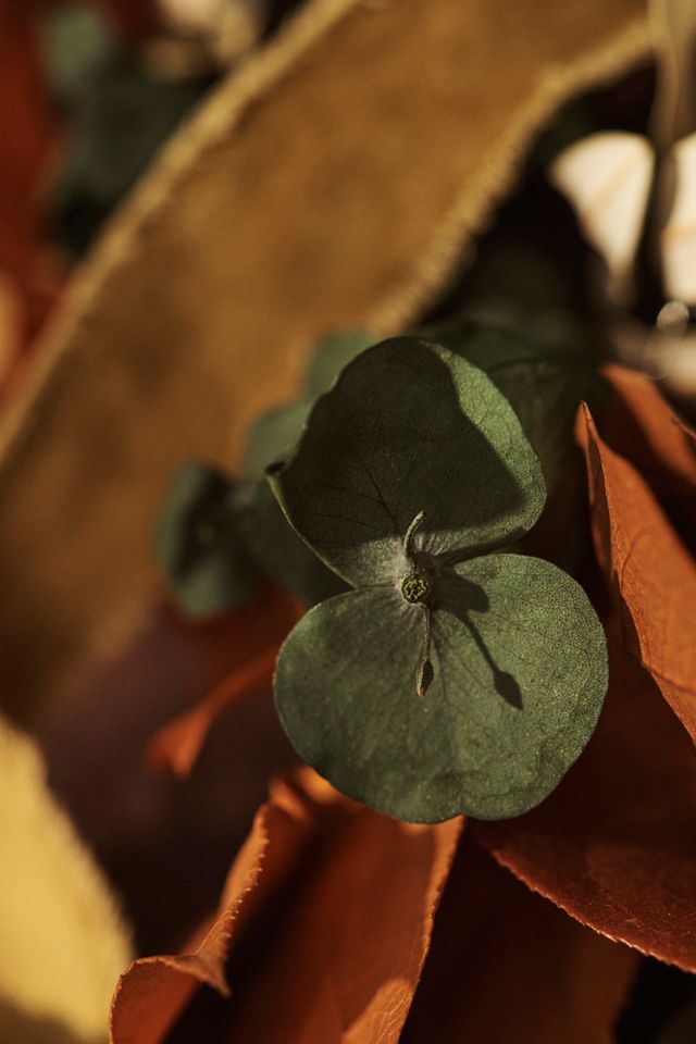 Preserved Full Harvest Garland #2