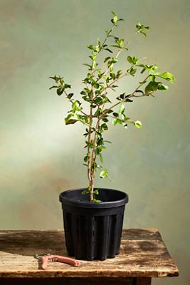 Barbados Cherry Plant
