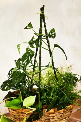 Mossy Plant Stakes, Set of 6