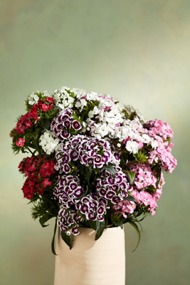 Terrain Fresh Cut Gypsy Dianthus Bunch