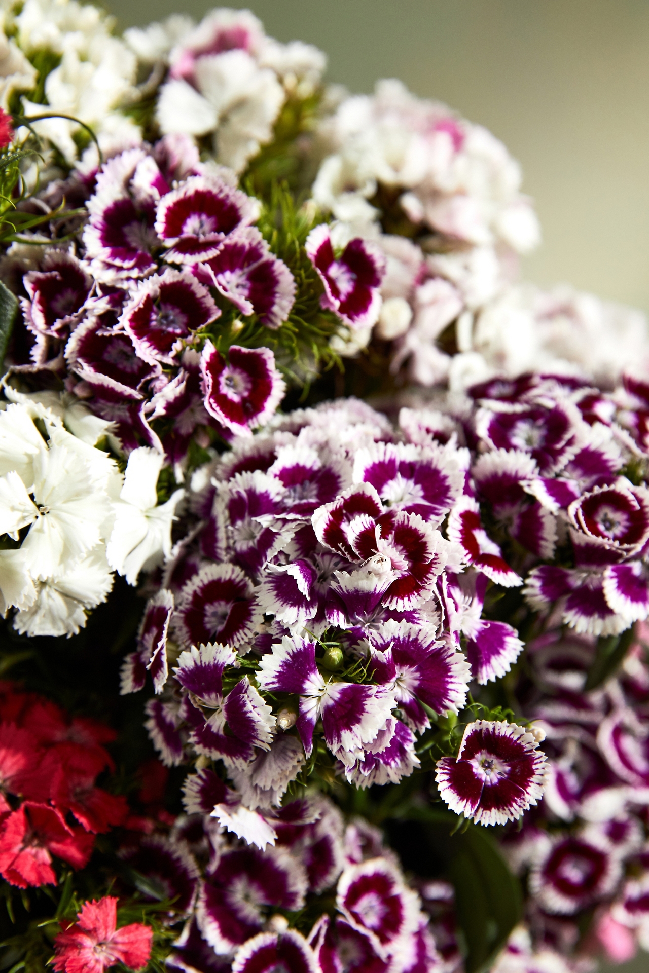 Fresh Cut Gypsy Dianthus Bunch