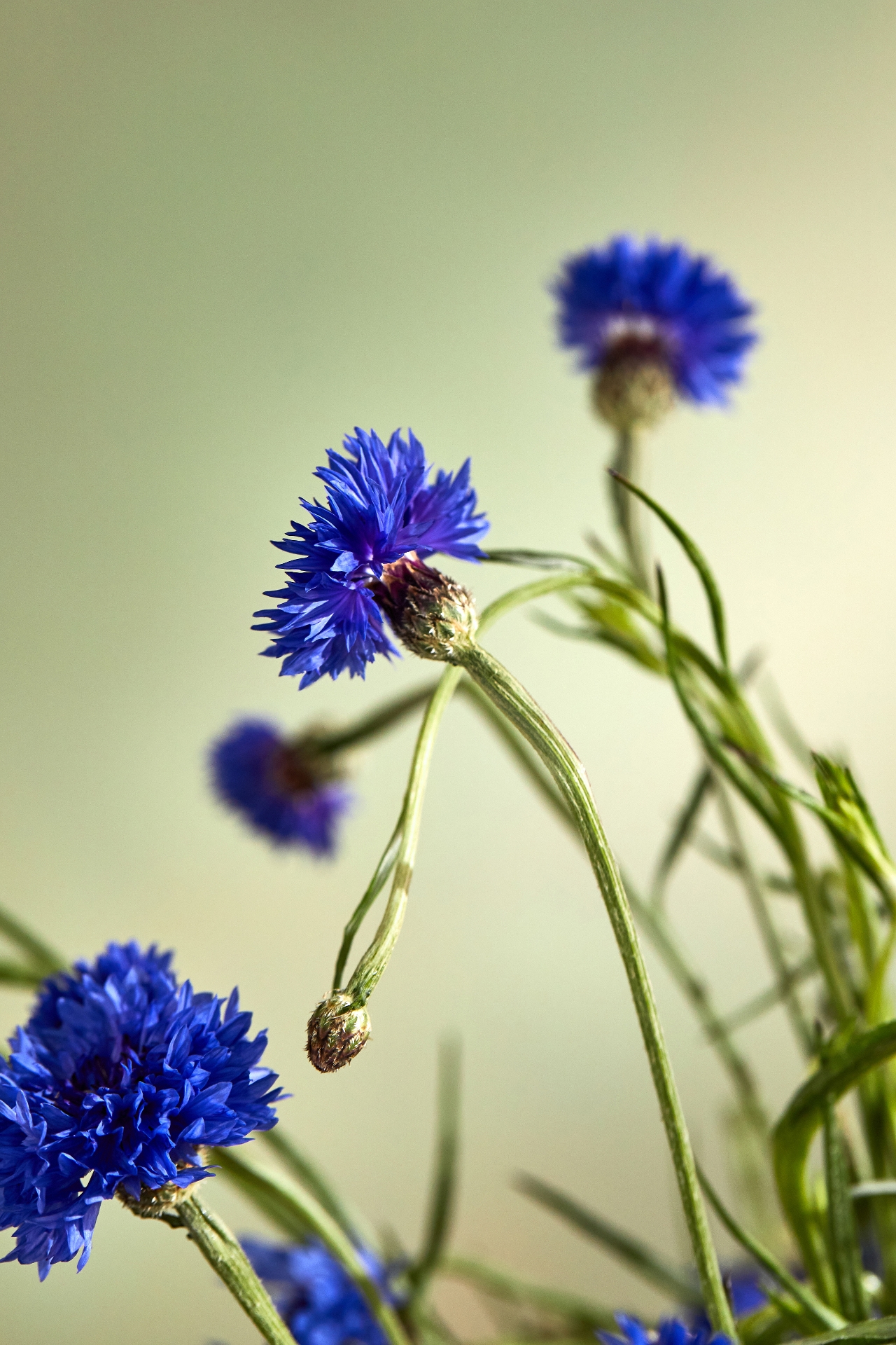 Fresh Cornflower Bunch