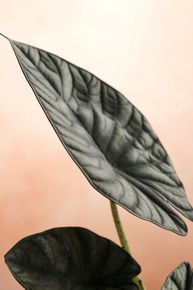 Alocasia Imperialis #1