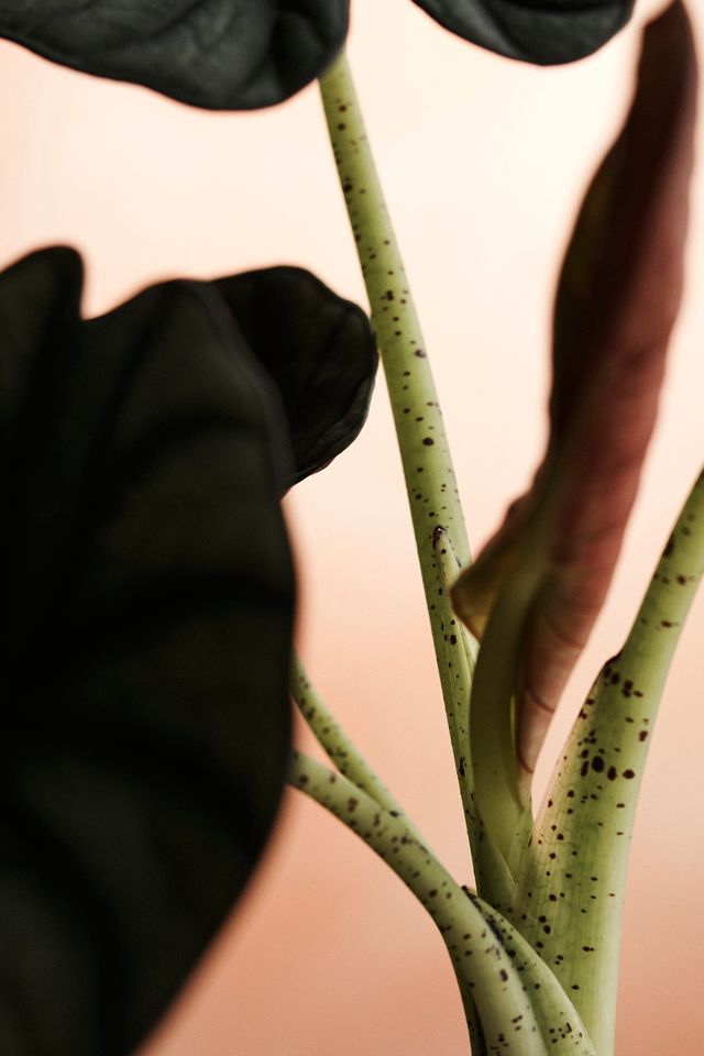Alocasia Imperialis #2