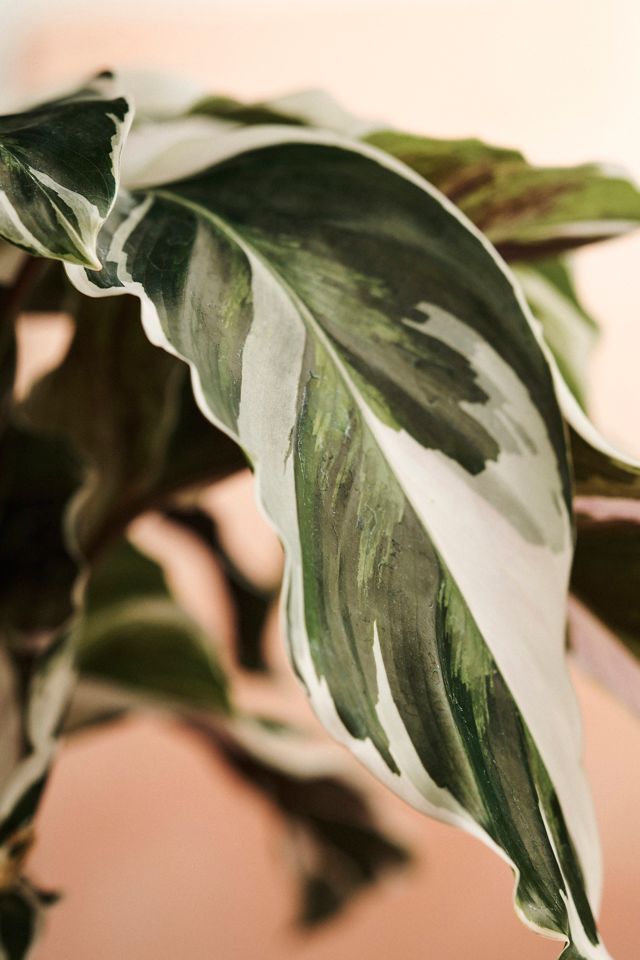 Calathea White Fusion #1
