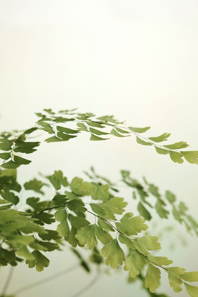 Maidenhair Fern #1