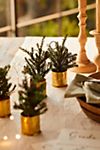 Faux Potted Pine Place Cards, Set of 4