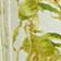 FERN MOSS (FRESH HERBAL)