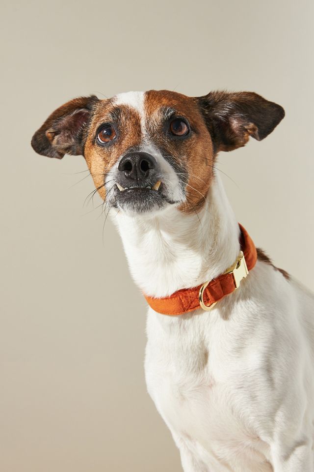 The Foggy Dog Fall Collar #1