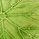 Green Pattern