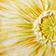 YELLOW MOTIF