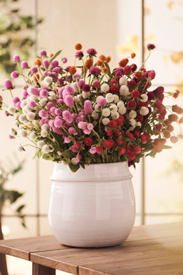 Terrain Fresh Gomphrena Bunch