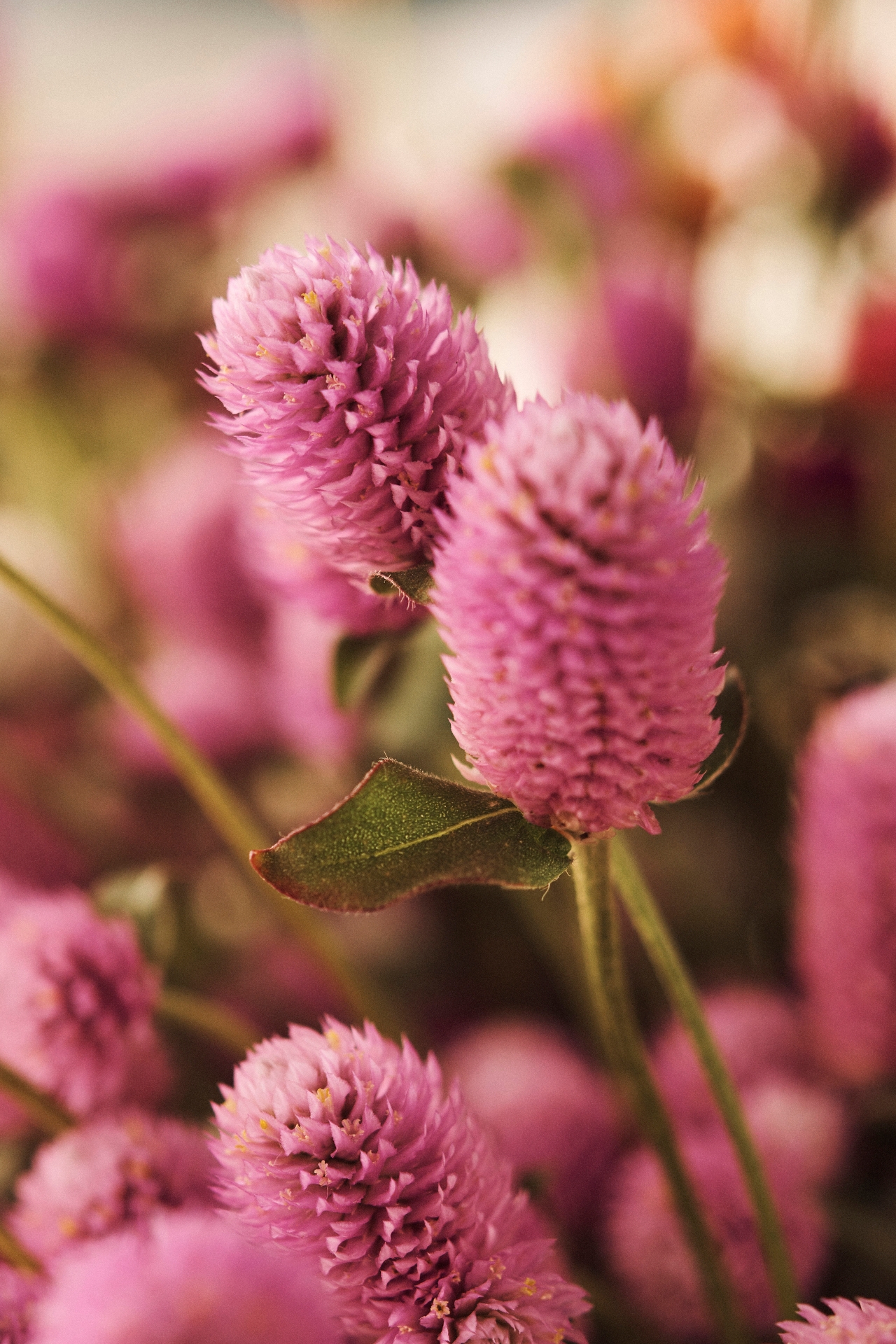 Fresh Gomphrena Bunch