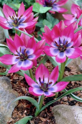 Tulip ‘Little Beauty’ Bulbs