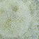 Green Pattern